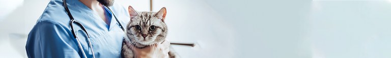 cirurgia-de-pequenos-animais.jpg