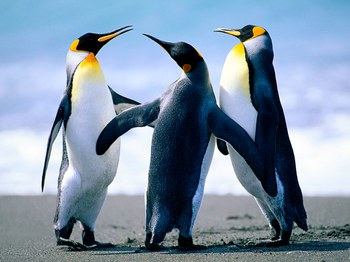 Penguins.jpg Penguins.jpg