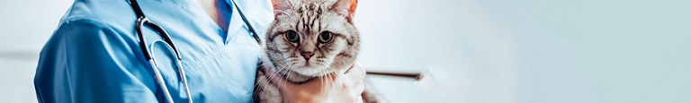 topo-medicina-veterinaria.jpg