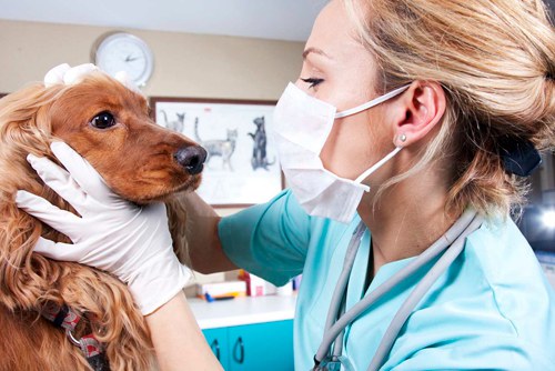Medicina Veterinária