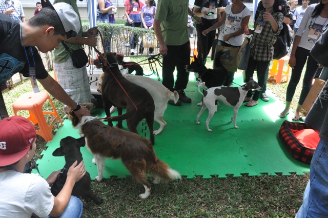 Agility de Cães impressiona visitantes do Dia da Universidade Aberta Metodista
