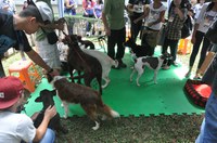Agility de Cães impressiona visitantes do Dia da Universidade Aberta Metodista