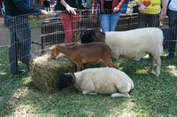 Exposição de Ovinos e Apresentação de Cães Adestrados atraem a atenção dos visitantes no Dia da Universidade Aberta Metodista
