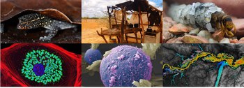 CNPq abre inscrições para a 13ª edição do Prêmio de Fotografia - Ciência & Arte