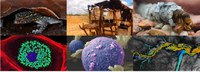 CNPq abre inscrições para a 13ª edição do Prêmio de Fotografia - Ciência & Arte