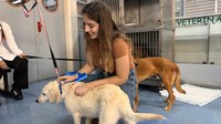 Curso de Veterinária promove feira de adoção de cães resgatados das enchentes no Rio Grande do Sul