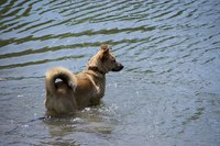 Metodista faz feira de adoção de pets resgatados do Rio Grande do Sul