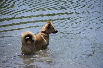 Metodista faz feira de adoção de pets resgatados do Rio Grande do Sul