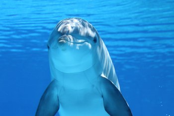 Prof. Barbara participa na ONU de comitê que cuida da biodiversidade marinha
